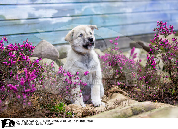 Westsibirischer Laika Welpe / West Siberian Laika Puppy / MAB-02856