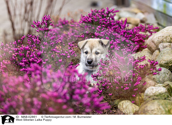 Westsibirischer Laika Welpe / West Siberian Laika Puppy / MAB-02861