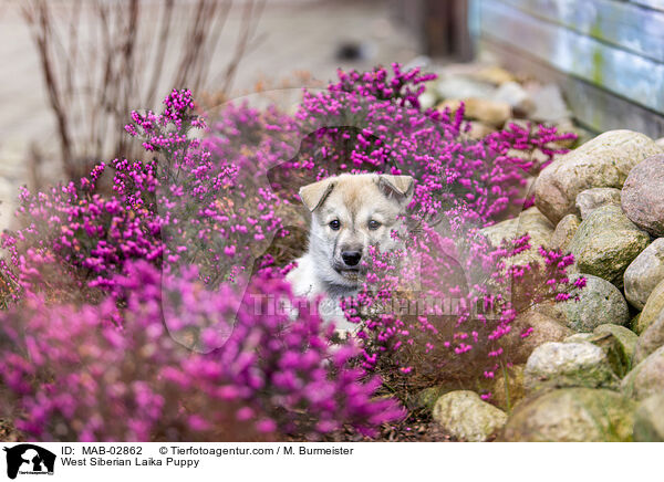 Westsibirischer Laika Welpe / West Siberian Laika Puppy / MAB-02862