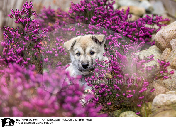 Westsibirischer Laika Welpe / West Siberian Laika Puppy / MAB-02864