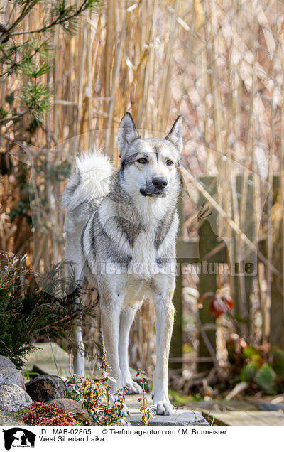West Siberian Laika / MAB-02865