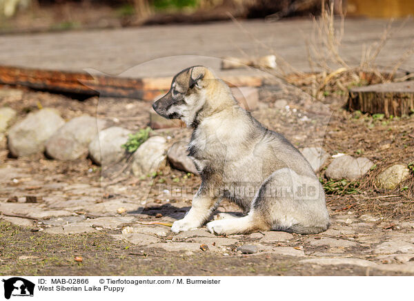 Westsibirischer Laika Welpe / West Siberian Laika Puppy / MAB-02866