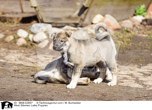 Westsibirische Laika Welpen / West Siberian Laika Puppies / MAB-02867