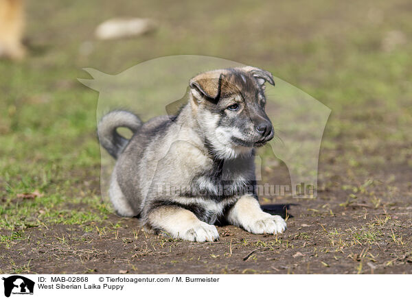 Westsibirischer Laika Welpe / West Siberian Laika Puppy / MAB-02868