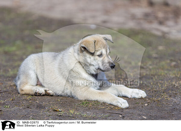 West Siberian Laika Puppy / MAB-02870