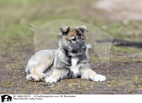 Westsibirischer Laika Welpe / West Siberian Laika Puppy / MAB-02872