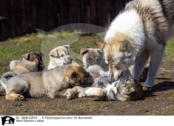 Westsibirische Laikas / West Siberian Laikas / MAB-02879