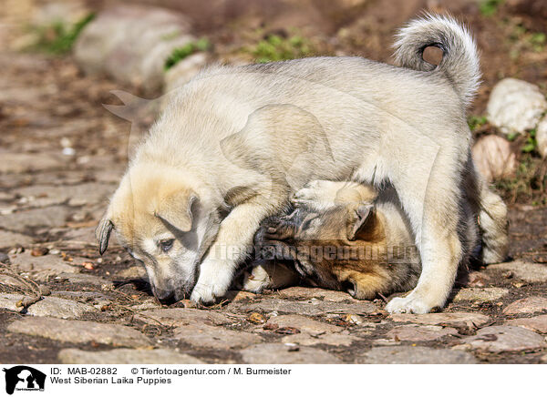 Westsibirische Laika Welpen / West Siberian Laika Puppies / MAB-02882