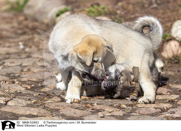 West Siberian Laika Puppies / MAB-02883