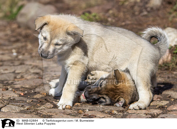 Westsibirische Laika Welpen / West Siberian Laika Puppies / MAB-02884