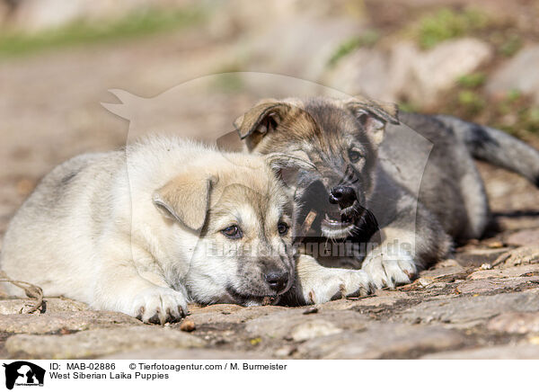 West Siberian Laika Puppies / MAB-02886