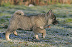 trotting laika puppy