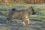 trotting laika puppy