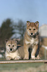 laika puppies