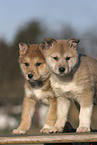 Laika pups