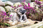 West Siberian Laika Puppy