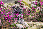 West Siberian Laika Puppy