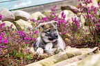 West Siberian Laika Puppy