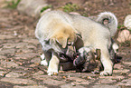 West Siberian Laika Puppies