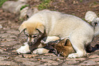 West Siberian Laika Puppies