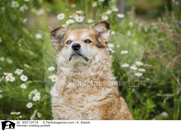 Westerwlder Kuhhund Portrait / German cowdog portrait / SST-10718