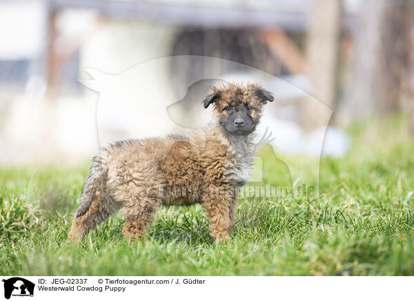 Westerwlder Kuhhund Welpe / Westerwald Cowdog Puppy / JEG-02337