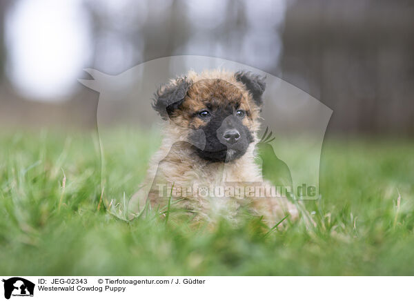 Westerwlder Kuhhund Welpe / Westerwald Cowdog Puppy / JEG-02343