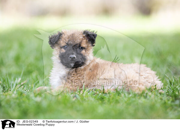 Westerwlder Kuhhund Welpe / Westerwald Cowdog Puppy / JEG-02349