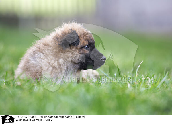 Westerwlder Kuhhund Welpe / Westerwald Cowdog Puppy / JEG-02351