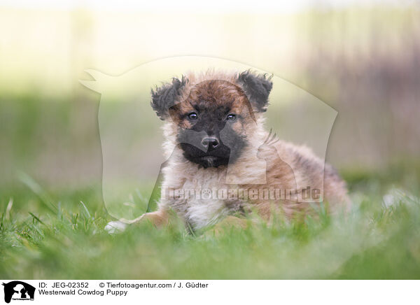 Westerwald Cowdog Puppy / JEG-02352