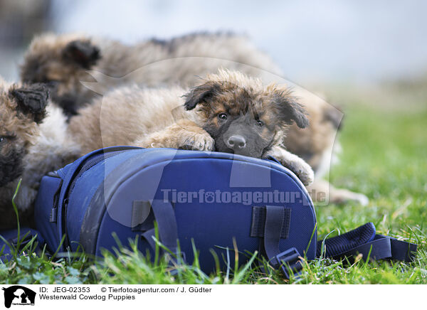 Westerwlder Kuhhund Welpen / Westerwald Cowdog Puppies / JEG-02353