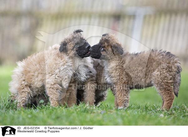 Westerwlder Kuhhund Welpen / Westerwald Cowdog Puppies / JEG-02354