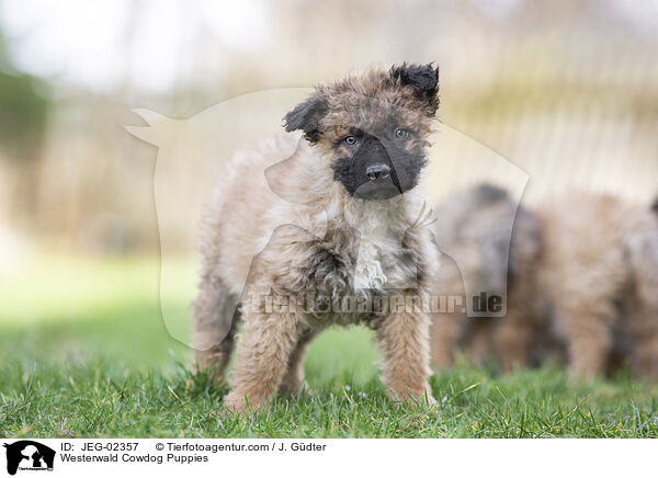 Westerwlder Kuhhund Welpen / Westerwald Cowdog Puppies / JEG-02357