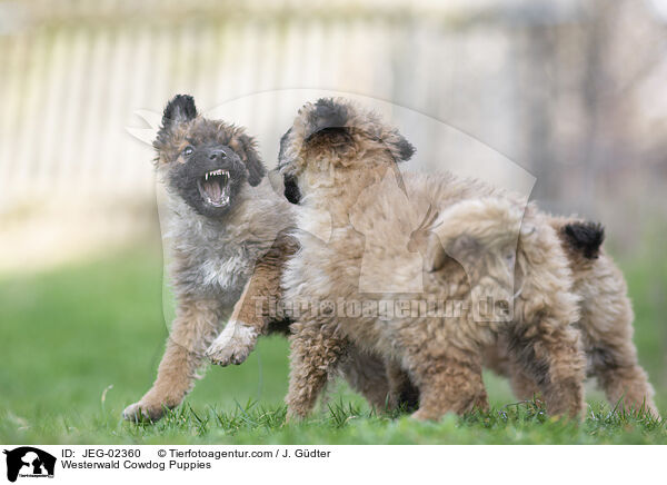 Westerwlder Kuhhund Welpen / Westerwald Cowdog Puppies / JEG-02360