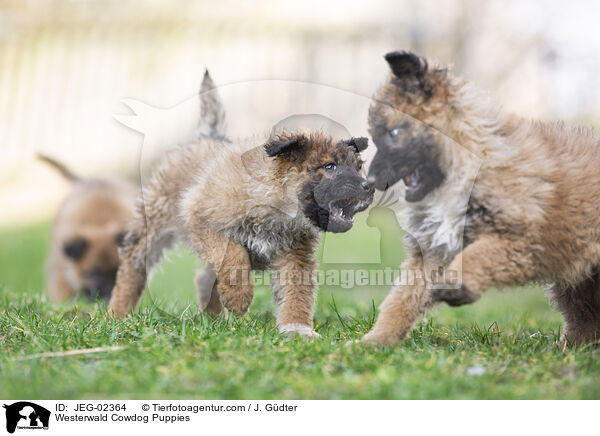 Westerwlder Kuhhund Welpen / Westerwald Cowdog Puppies / JEG-02364
