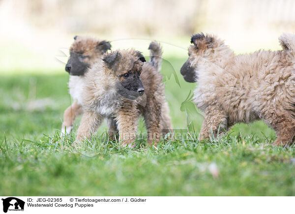 Westerwlder Kuhhund Welpen / Westerwald Cowdog Puppies / JEG-02365