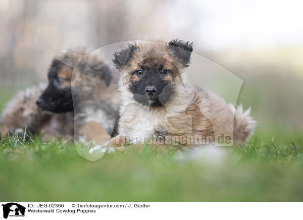 Westerwlder Kuhhund Welpen / Westerwald Cowdog Puppies / JEG-02366