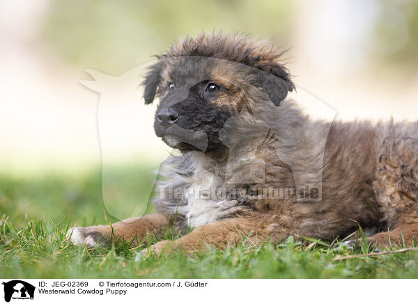 Westerwlder Kuhhund Welpe / Westerwald Cowdog Puppy / JEG-02369
