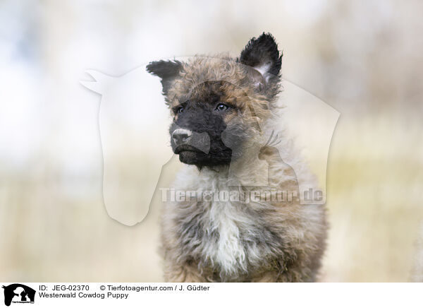 Westerwlder Kuhhund Welpe / Westerwald Cowdog Puppy / JEG-02370