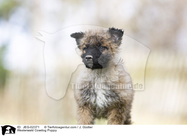 Westerwlder Kuhhund Welpe / Westerwald Cowdog Puppy / JEG-02371