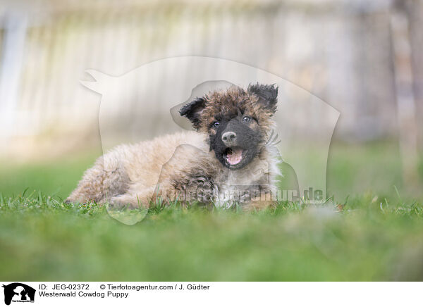 Westerwlder Kuhhund Welpe / Westerwald Cowdog Puppy / JEG-02372