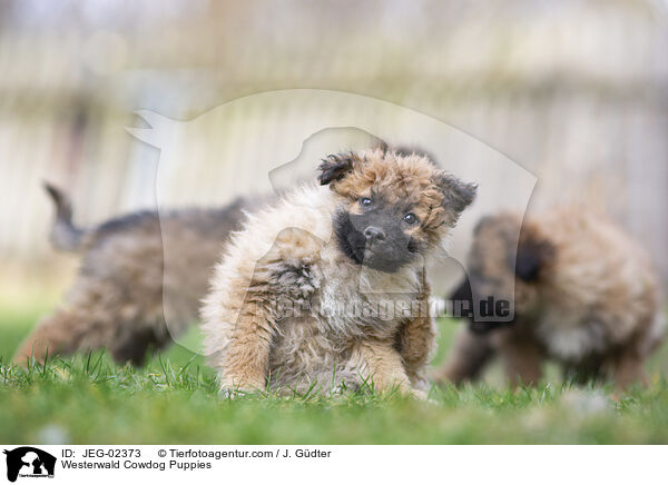 Westerwlder Kuhhund Welpen / Westerwald Cowdog Puppies / JEG-02373