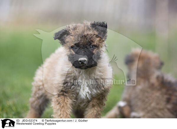 Westerwlder Kuhhund Welpen / Westerwald Cowdog Puppies / JEG-02374