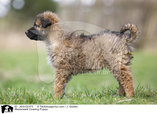 Westerwlder Kuhhund Welpe / Westerwald Cowdog Puppy / JEG-02375