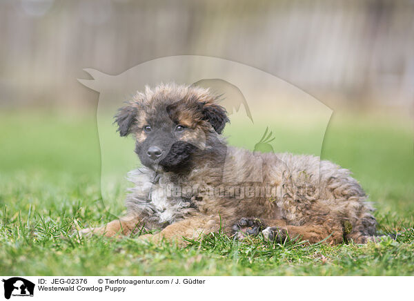 Westerwlder Kuhhund Welpe / Westerwald Cowdog Puppy / JEG-02376