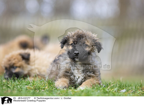 Westerwlder Kuhhund Welpen / Westerwald Cowdog Puppies / JEG-02377