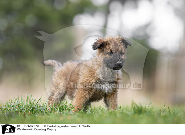 Westerwlder Kuhhund Welpe / Westerwald Cowdog Puppy / JEG-02378