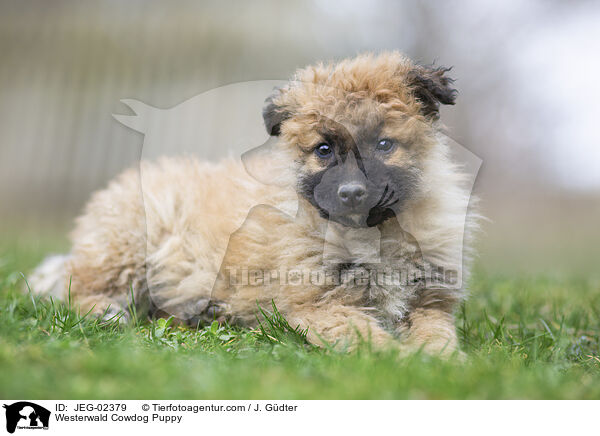 Westerwlder Kuhhund Welpe / Westerwald Cowdog Puppy / JEG-02379