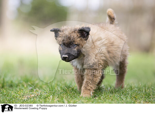 Westerwlder Kuhhund Welpe / Westerwald Cowdog Puppy / JEG-02380