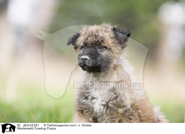 Westerwlder Kuhhund Welpe / Westerwald Cowdog Puppy / JEG-02381